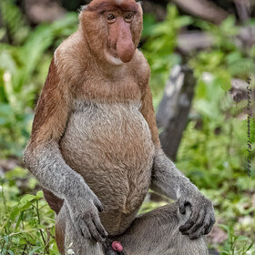  (Proboscis monkey)
